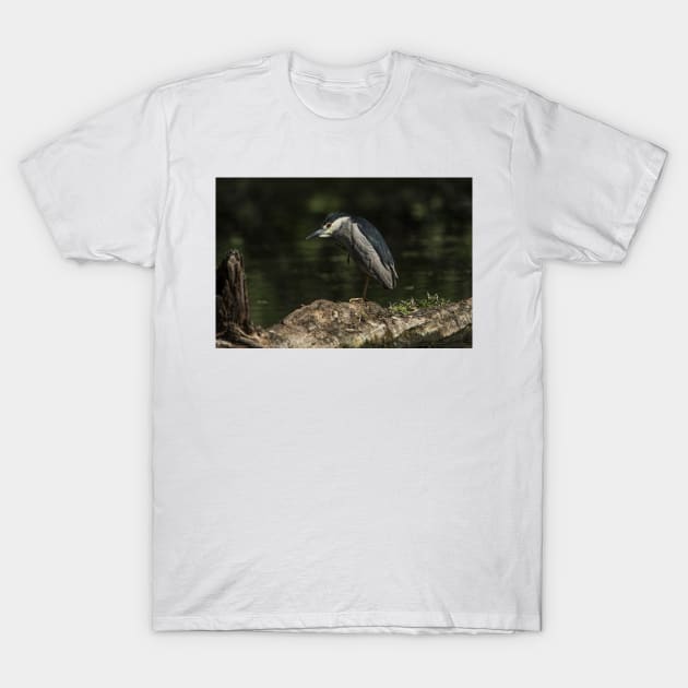 Black-Crowned Night Heron T-Shirt by jaydee1400